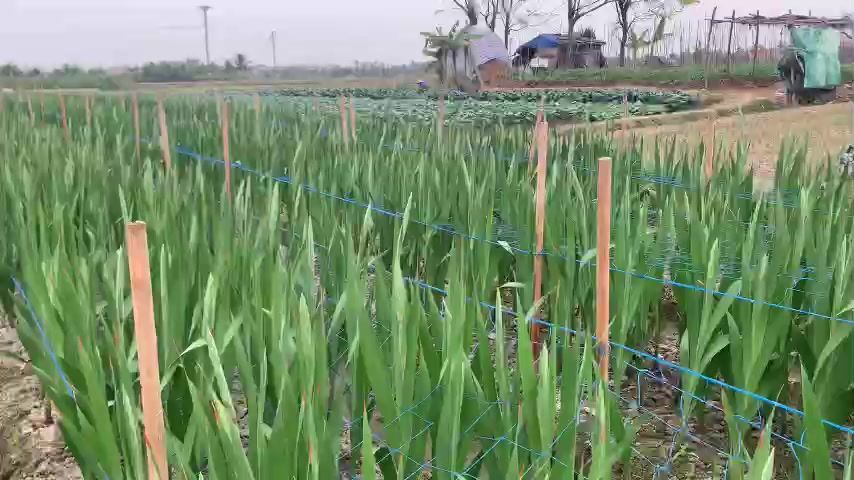 Luống dưa chuột xanh tốt tại trang trại Nguyễn Phi Hùng sau các vụ sử dụng phân trùn quế HLX50
